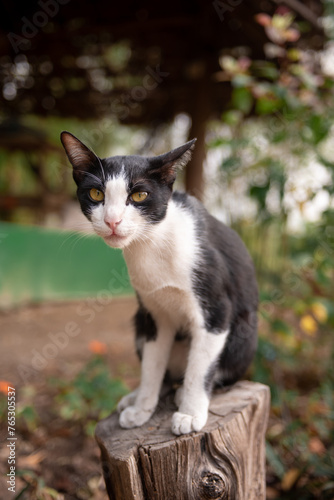 white & black cat in the garden