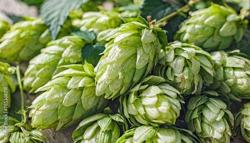 green ripe hop cones for brewery and bakery as background top view fresh green hops