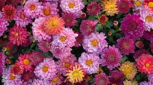 The vibrant fall blooms of chrysanthemums create a colorful natural backdrop. © Emil