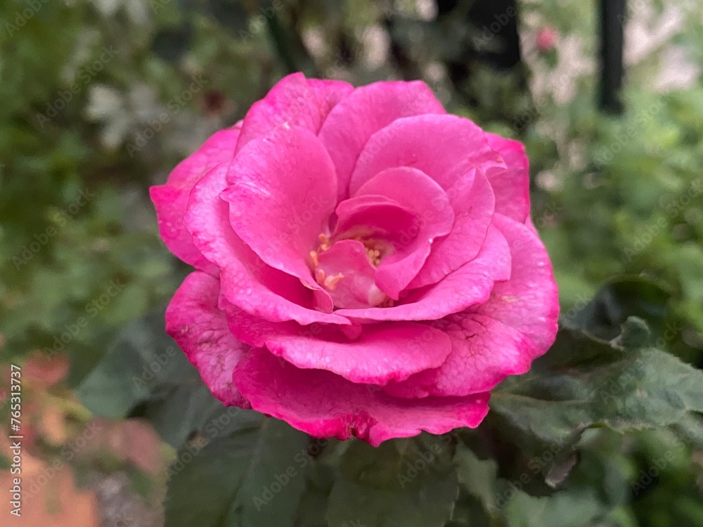 rose in the garden