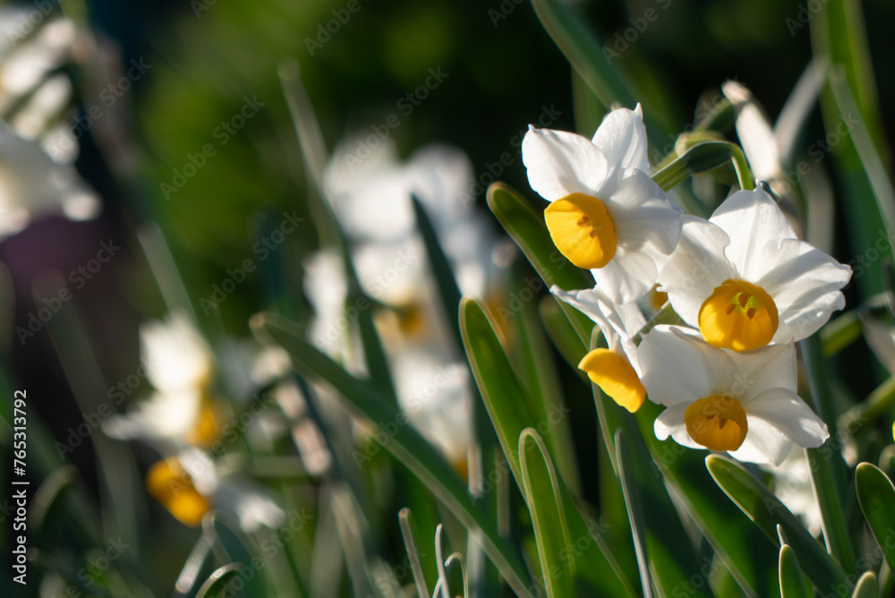 琵琶湖畔に咲いていた日本スイセン