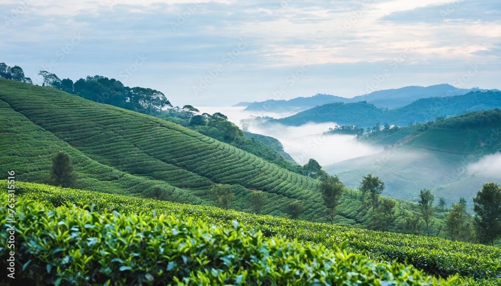 tea plantation nature background with foggy