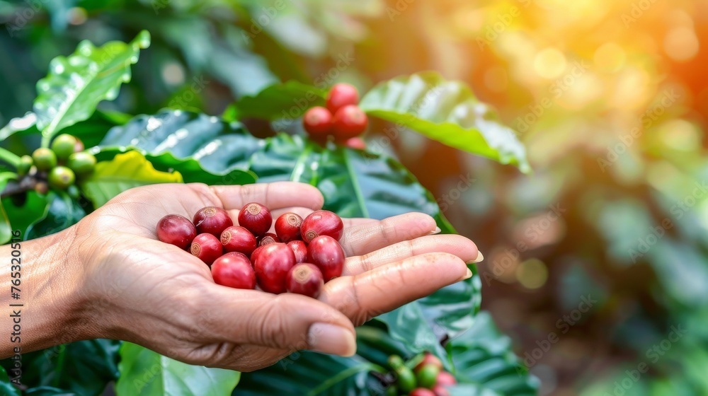 Harvesting arabica and robusta coffee berries by farmer s hand in agriculture field Harvesting arabica and robusta coffee berries by farmer s hand in agriculture field