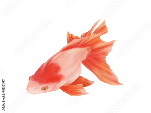 紅白模様の金魚（更紗琉金）のリアルな水彩イラスト