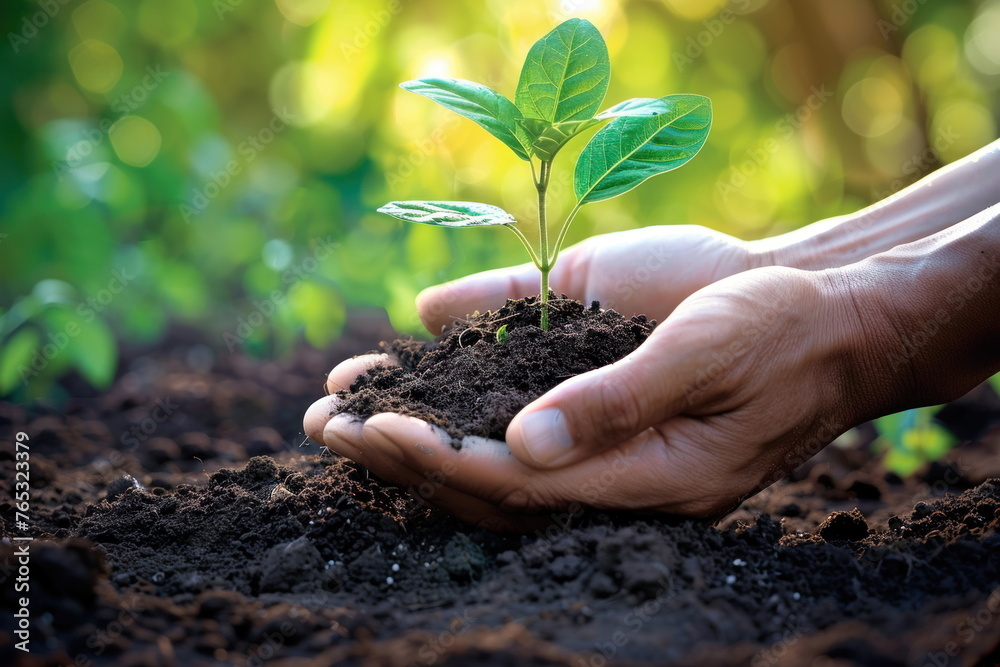 Closeup hand Planting seedlings in the ground, growth and sustainability concept, plant with care Closeup hand Planting seedlings in the ground, growth and sustainability concept, plant with care