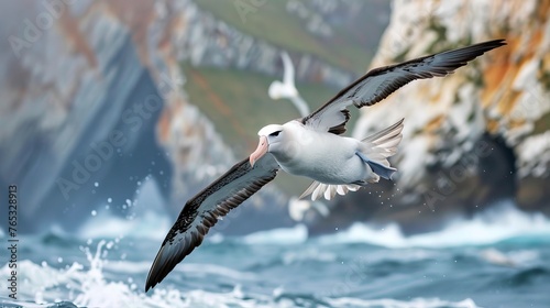 The Black-browed Albatross, also known as Mollymawk, can be found on Helgoland Island in Germany. photo