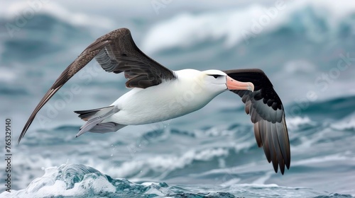 The Black-browed Albatross, also known as Mollymawk, can be found on Helgoland Island in Germany. photo