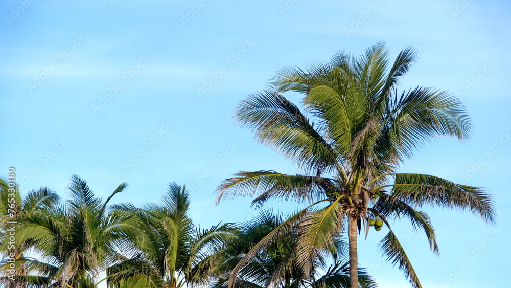 Canopy of palm trees on the beach in Zipolite, Mexico