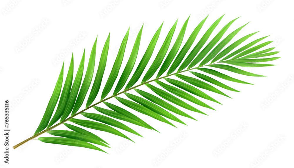 Fototapeta premium green palm leaf isolated on transparent background cutout