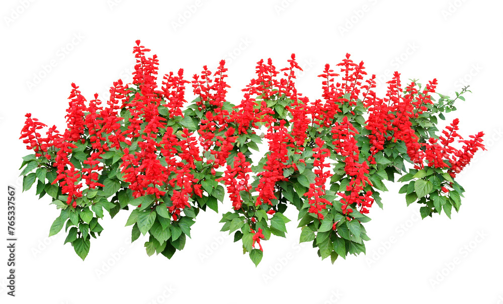 Fototapeta premium サルビア・スプレンデス