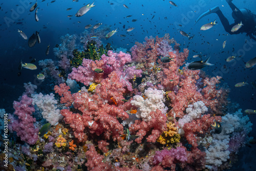 Beautiful soft coral reef and many fish photography in deep sea in scuba dive explore travel activity underwater with blue background landscape in Andaman Sea, Thailand