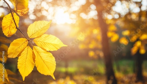 beautiful autumn abstract background with yellow leaves and sunshine bokeh and glow falling leaves natural background technology
