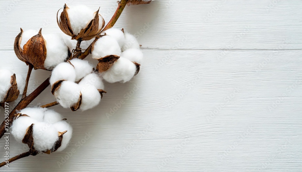 cotton branch with fiber cocoons on white background