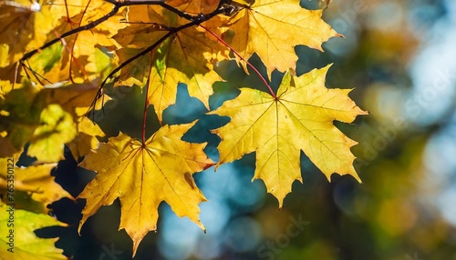 autumn maple leaves on blurred bokeh background beautiful autumnal background