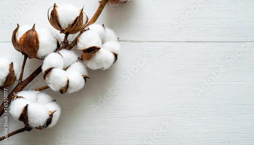 cotton branch with fiber cocoons on white background photo