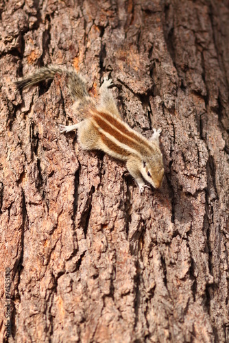squirrel on the tree