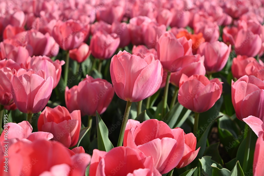 field of pink tulips blossoms in sunny day in the garden field of pink tulips blossoms in sunny day in the garden