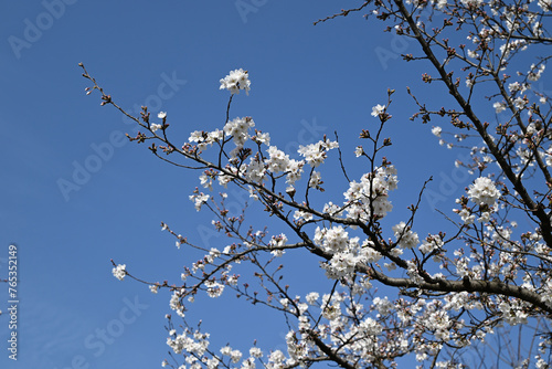 branches of white sakura blossoms under blue sky in sunny day © young