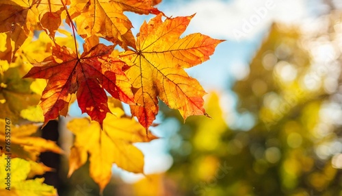 generative autumn floral panoramic background colorful yellow and red maple foliage on a sunny day autumnal park autumn branches trees and leaves in nature free copy space
