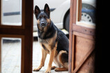 Hund muss draußen bleiben. Deutscher Schäferhund sitzt vor der Tür und schaut herein