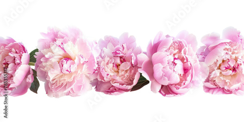 Row of pink peonies flower isolated on transparent png.  © Cool_png