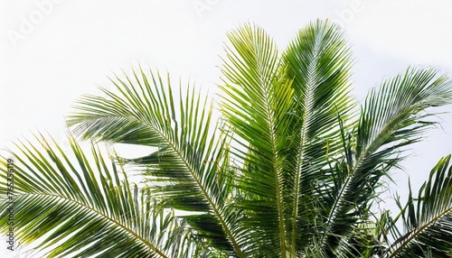 isolate on a white background tropical palm wallpaper © Tomas