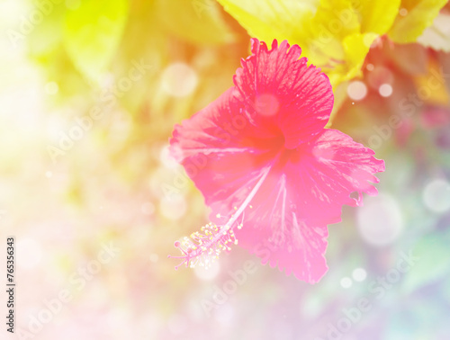 Beautiful flowers with Soft Focus Color Filtered background