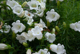 Campanula persicifolia 'Grandiflora Alba' – Pfirsichblättrige Glockenblume mit weißer Blüte 