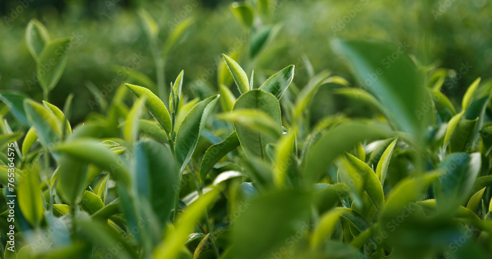 Green tea tree fresh leaves in eco herbal farm. Tree tea plantations in morning sun light. Freshness herbal natural garden farmland. Drinking organic relax heath plant. Green tea tree in farm Green tea tree fresh leaves in eco herbal farm. Tree tea plantations in morning sun light. Freshness herbal natural garden farmland. Drinking organic relax heath plant. Green tea tree in farm