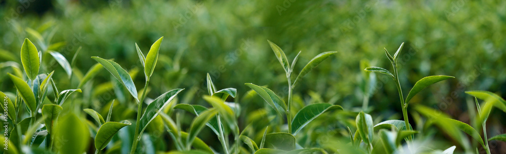 Banner Green tea tree leaves camellia sinensis organic farm sunlight. Panorama Fresh young tender bud herbal farm in morning. Banner Sunlight Green tea tree plant. Wide Green Tea Tree with copy space