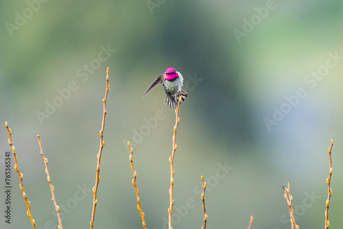 Male Anna's Hummingbird displays pink head at the top of a willow tree at Nagasawa Community Park © Keetch Photography