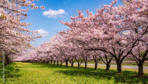 cherry blossom mesmerizing display of sakura in full bloom creating colorful and whimsical tapestry of spring ideal addition to botanical and seasonal concepts