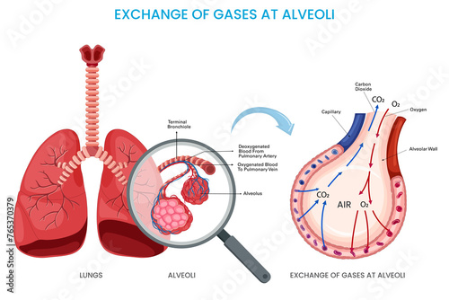 Exchange of gases at alveoli, Oxygen diffuses into the bloodstream while carbon dioxide exits