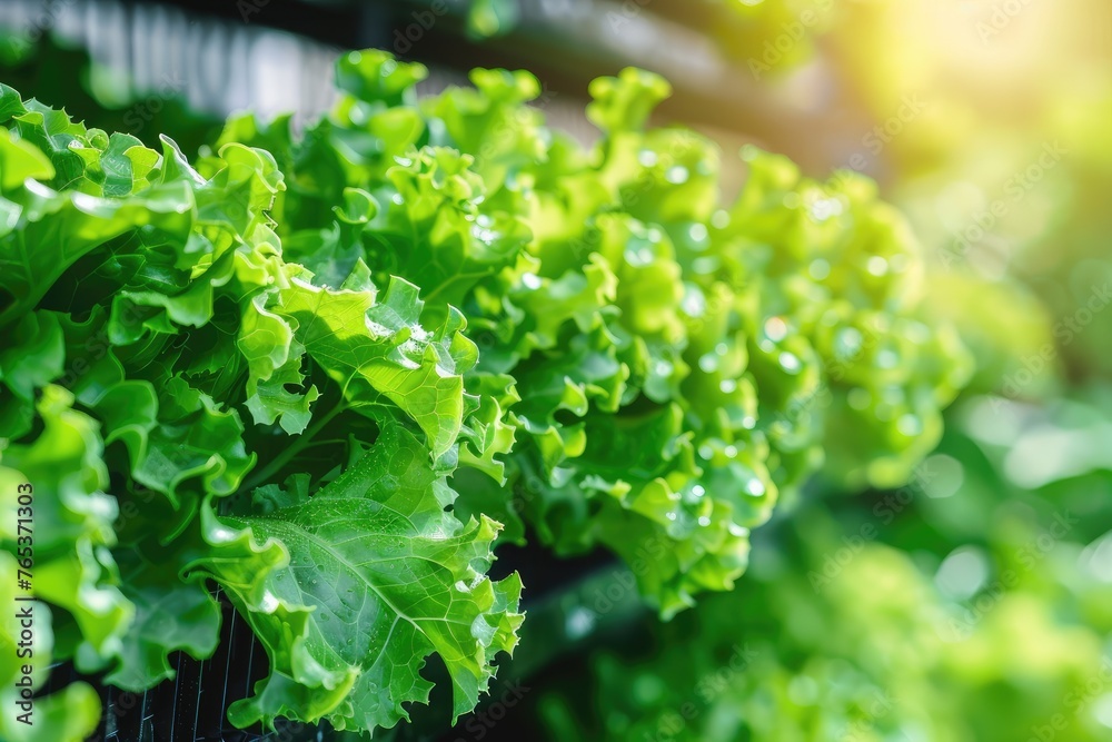 Fresh leafy greens lettuce salad on shelf in garden center. Fresh leafy greens lettuce salad on shelf in garden center.