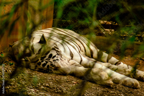 white tiger sleeping in the zoo © SUSMIT
