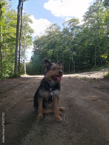 chien sauvage