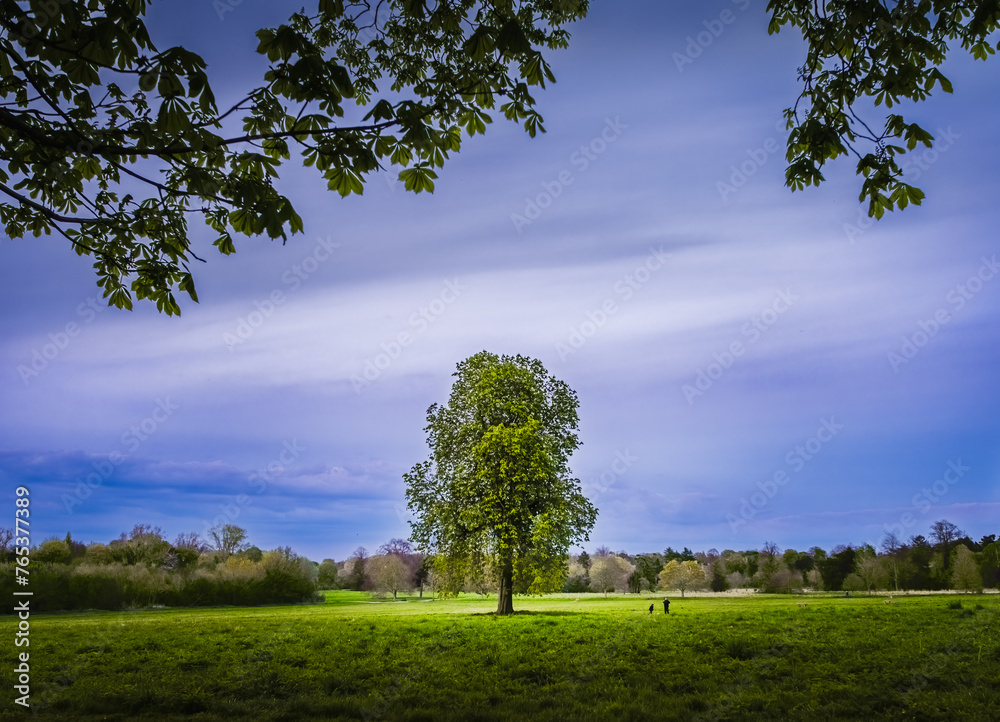 Beautiful view of lonely tree after sunset in park in spring; tiny silhouettes of people at distance; sky and distant woods in background Beautiful view of lonely tree after sunset in park in spring; tiny silhouettes of people at distance; sky and distant woods in background
