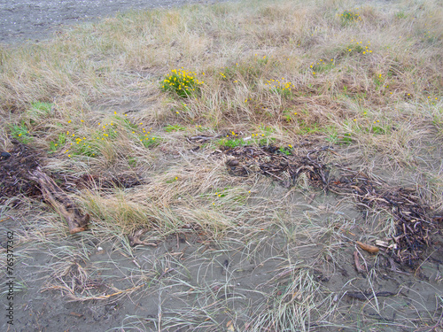 фотографія Tussock grass at the beach
