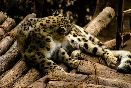 snow leopard on a tree