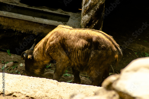 brown bear in the woods