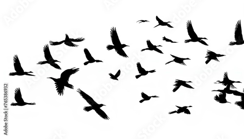 silhouettes of birds © abdel moumen rahal