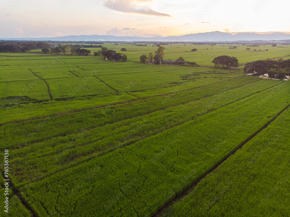 Aerial view paddy green rice field agricultural cultivate rice industry Aerial view paddy green rice field agricultural cultivate rice industry
