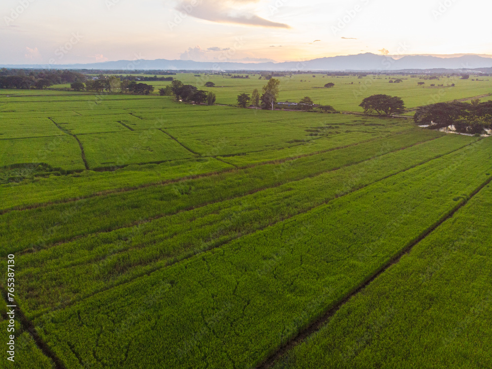 Aerial view paddy green rice field agricultural cultivate rice industry