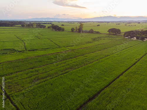 Aerial view paddy green rice field agricultural cultivate rice industry