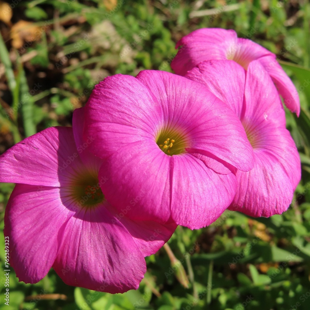冬にフヨウカタバミがピンク色の花を咲かせています 冬にフヨウカタバミがピンク色の花を咲かせています