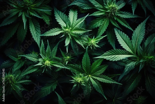 Blooming cannabis plant, medical marijuana. Concept of herbal alternative medicine