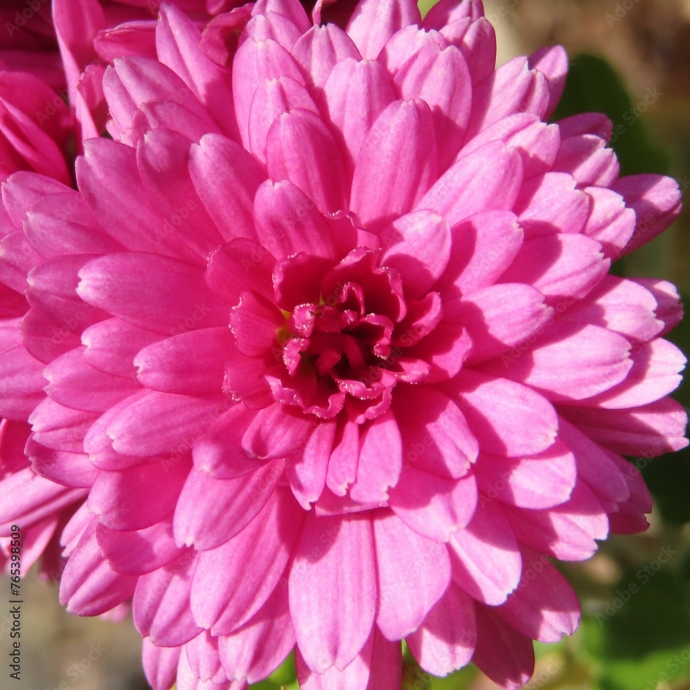 冬にキクがピンクの花を咲かせています