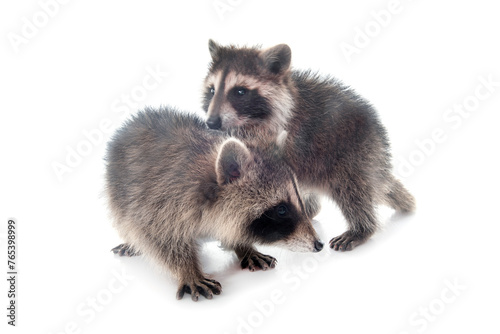 young raccoons in studio