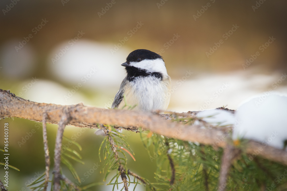 Black-capped chickadee is sitting on a fir branch in winter. Black-capped chickadee is sitting on a fir branch in winter.