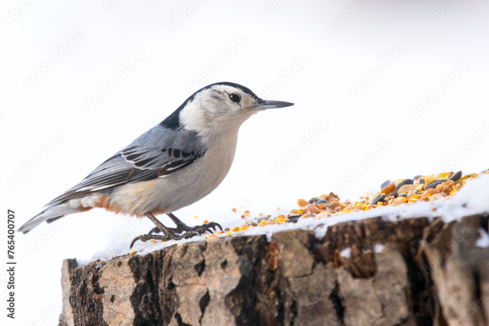 Fototapeta premium White-breasted nuthatch is standing on a stump with seeds in winter.